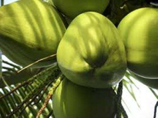 Foto 1 - Vendo coco verde e seco